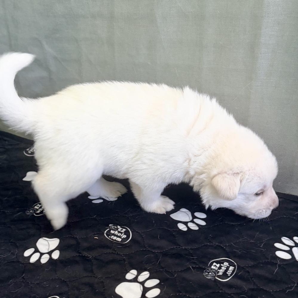 Enlarge SUNNY- Local, a ADOPTABLE mixed breed in Warwick, RI image 4/5