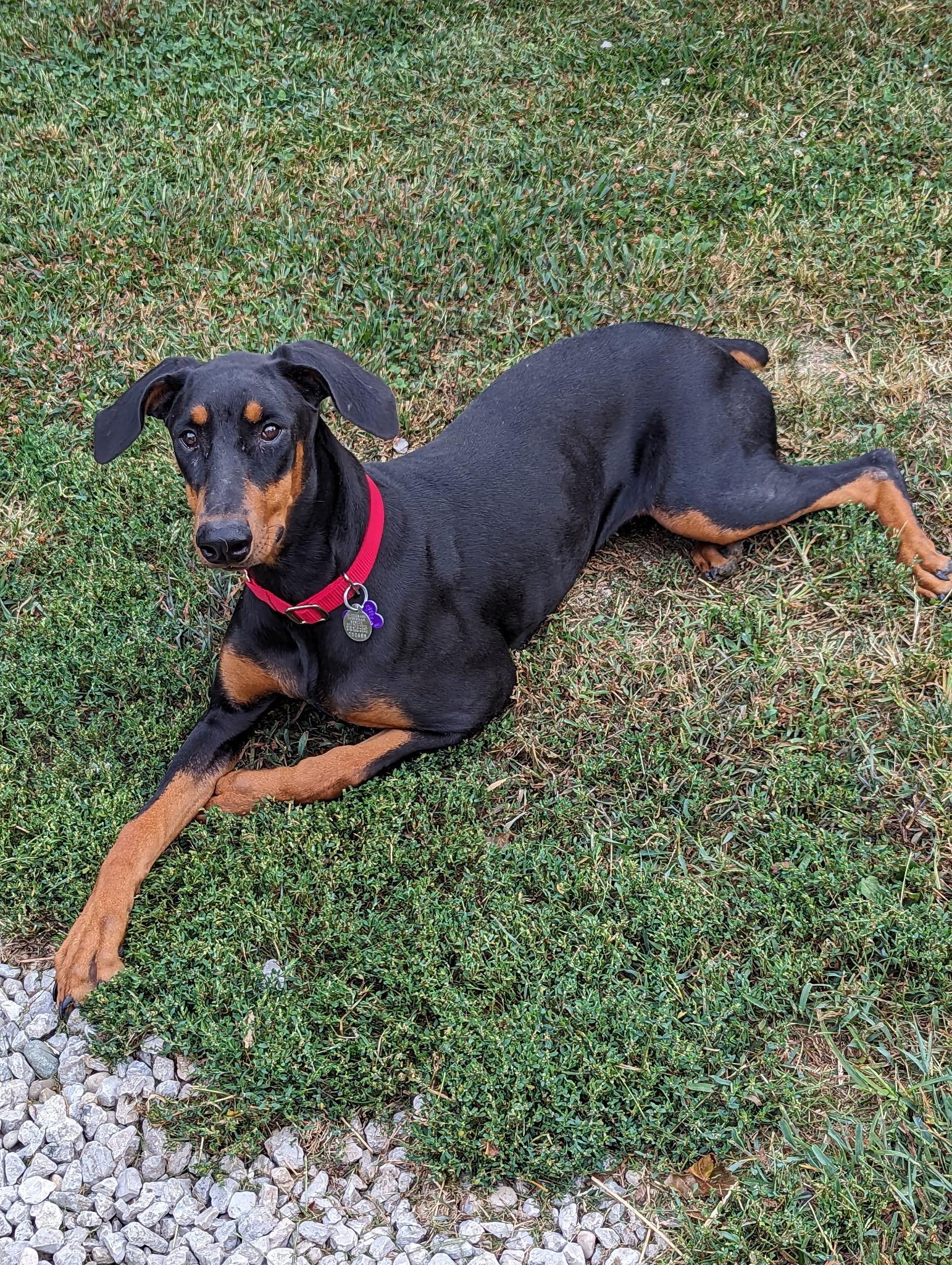Enlarge Freya, a Adopted Doberman Pinscher in Louisville, KY image 5/5