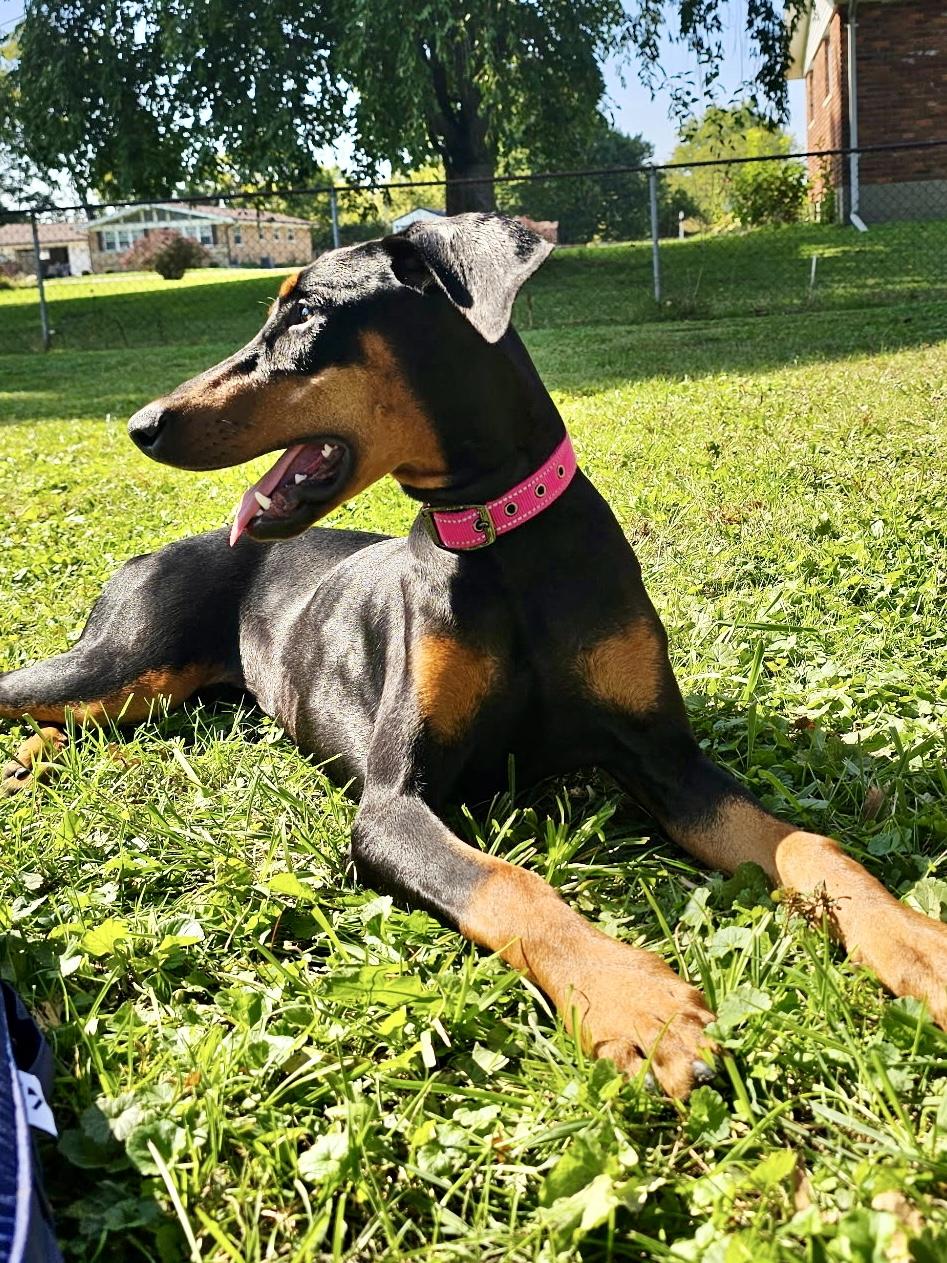 Enlarge Freya, a Adopted Doberman Pinscher in Louisville, KY image 2/5