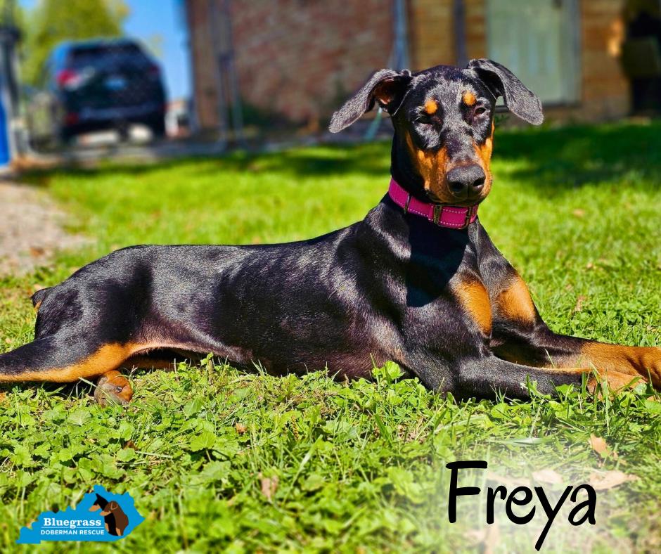 Enlarge Freya, a Adopted Doberman Pinscher in Louisville, KY image 1/5