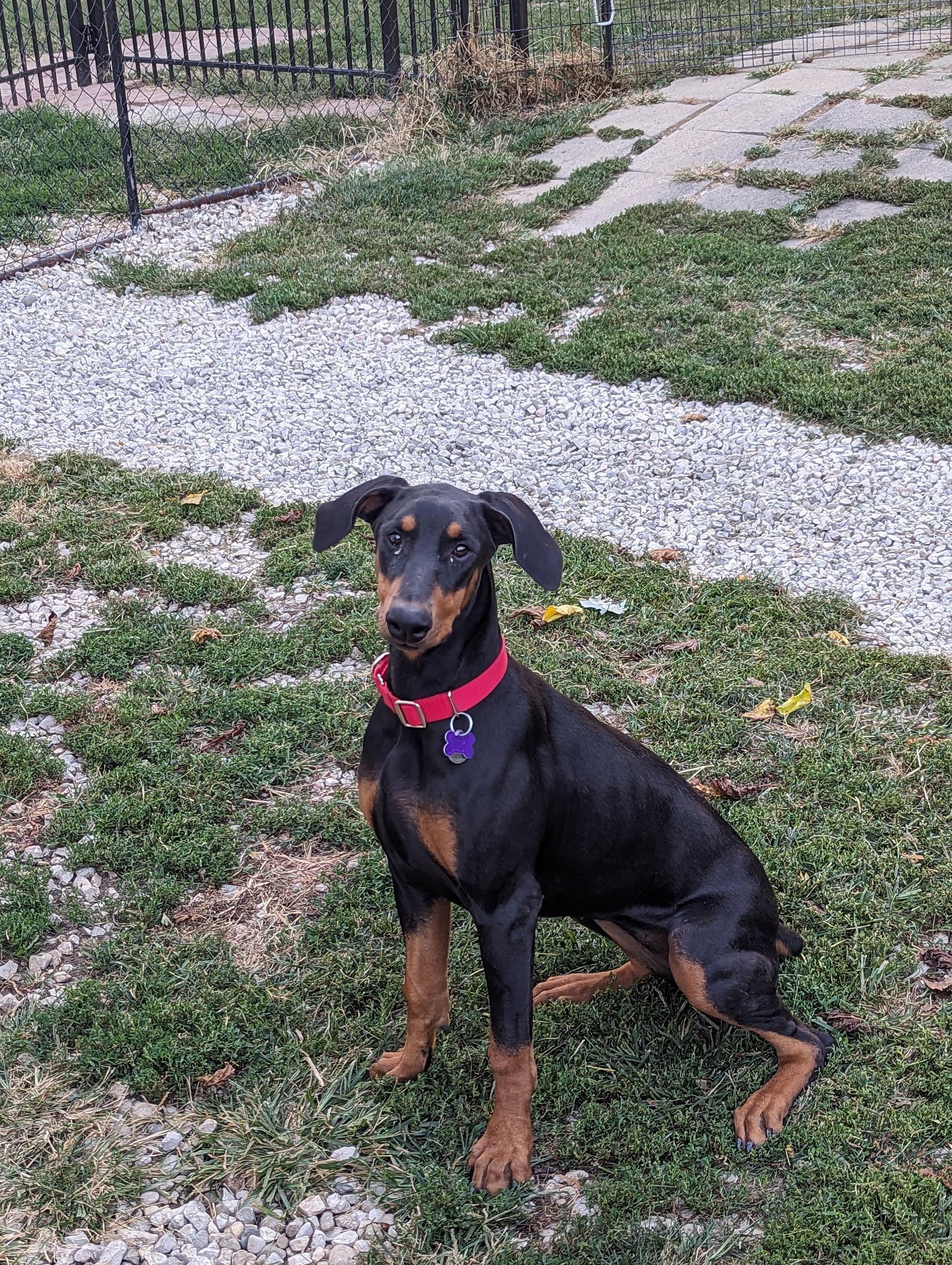 Enlarge Freya, a Adopted Doberman Pinscher in Louisville, KY image 4/5