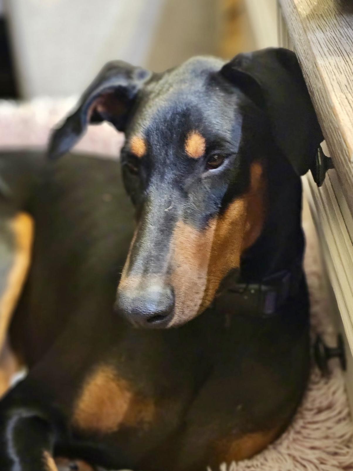 Enlarge Freya, a Adopted Doberman Pinscher in Louisville, KY image 3/5