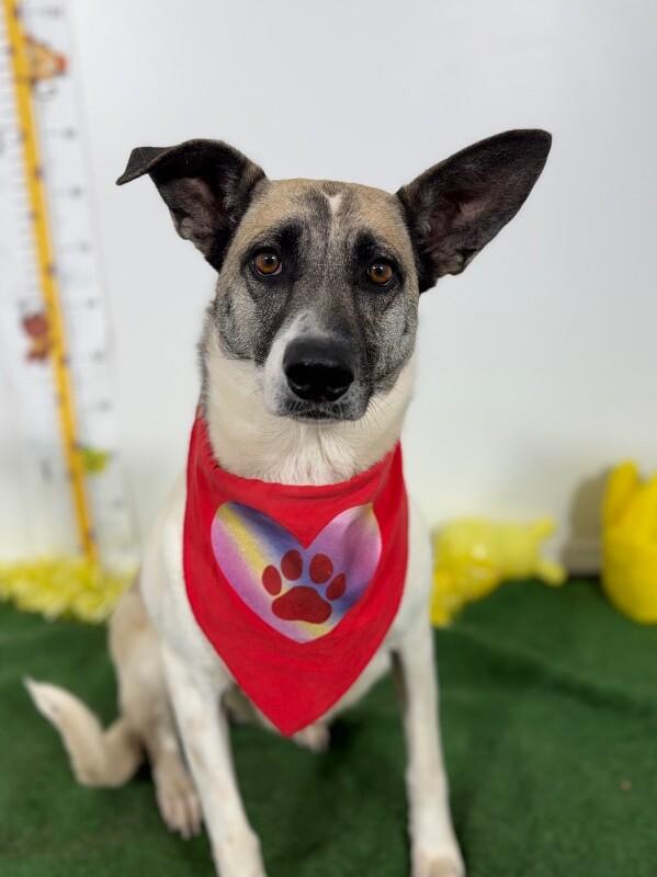 Enlarge Misty-One of our Amazing Rescue Dogs, a Adopted mixed breed in Glendale, AZ image 1/2