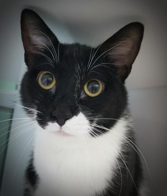 Enlarge Meowstafa, a Adopted mixed breed in Saint Paul, MN image 1/2