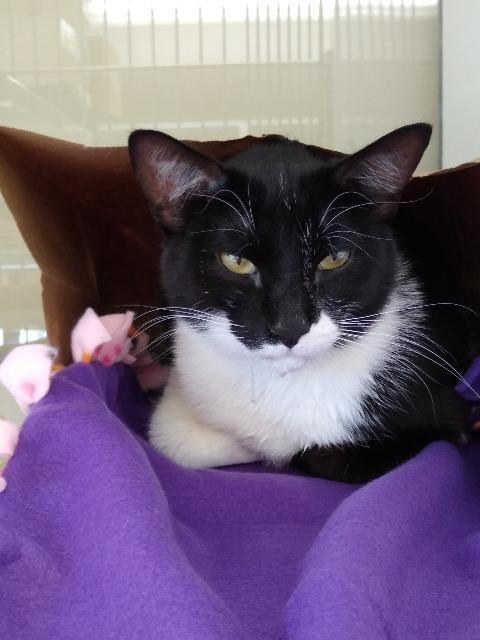 Enlarge Meowstafa, a Adopted mixed breed in Saint Paul, MN image 2/2