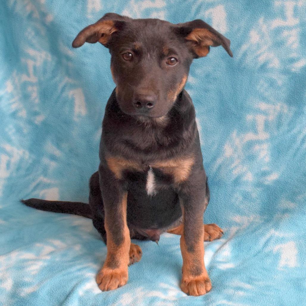 Winston, Adoptable, Young Male German Shepherd Dog.