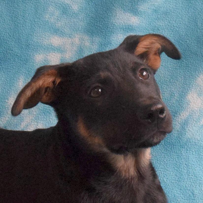 Winston, a Adoptable mixed breed in Eureka, CA image 2/3