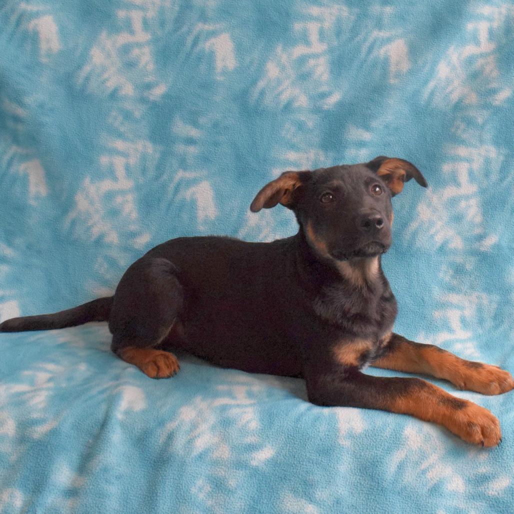 Winston, a Adoptable mixed breed in Eureka, CA image 3/3