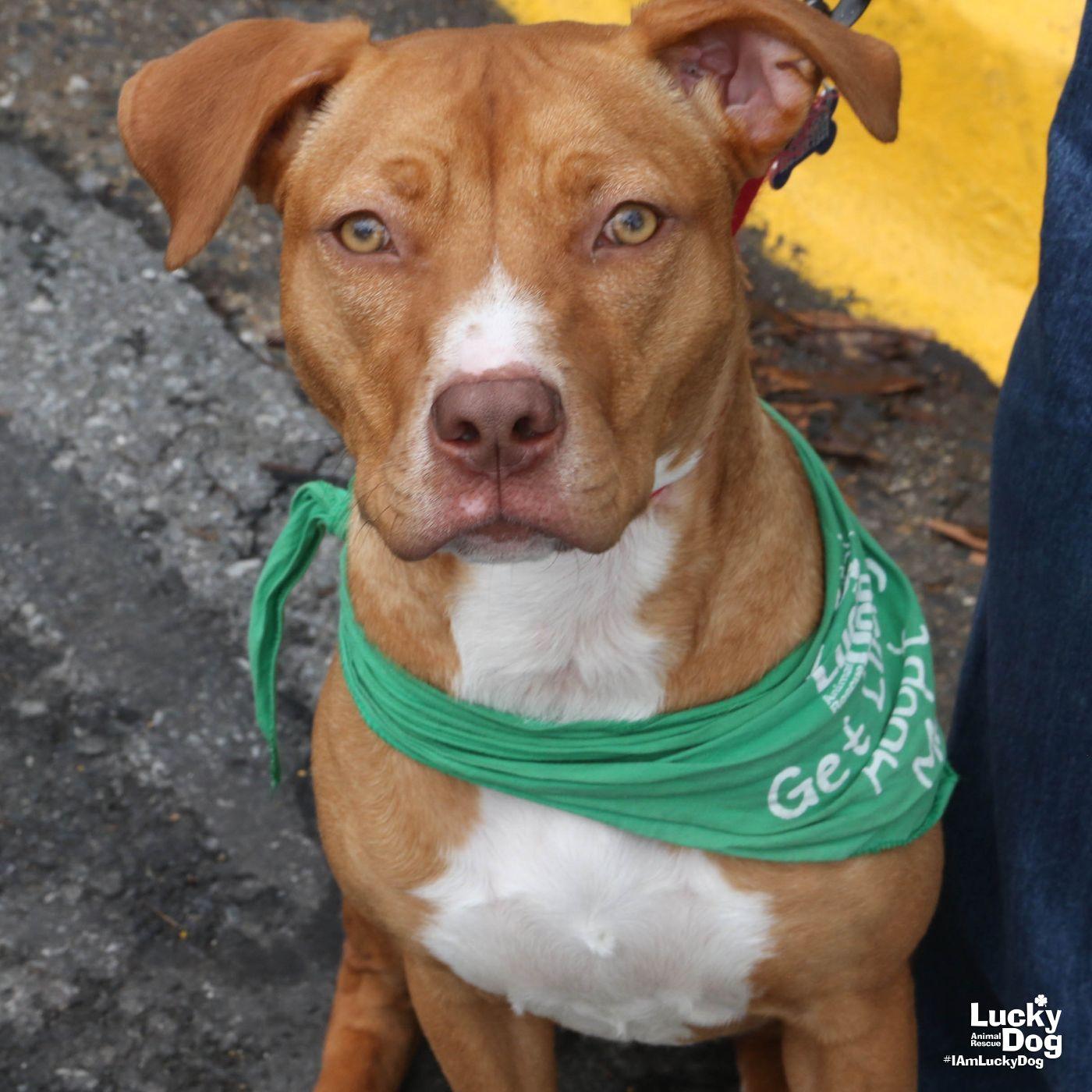 Enlarge Chong, a Adoptable mixed breed in Washington, DC image 1/3