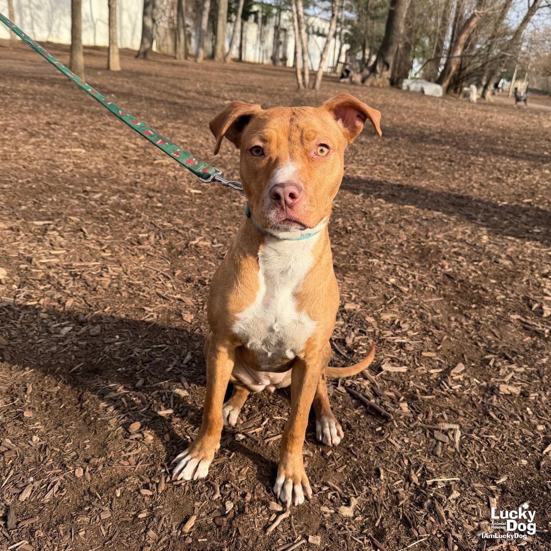 Enlarge Chong, a Adoptable mixed breed in Washington, DC image 2/3