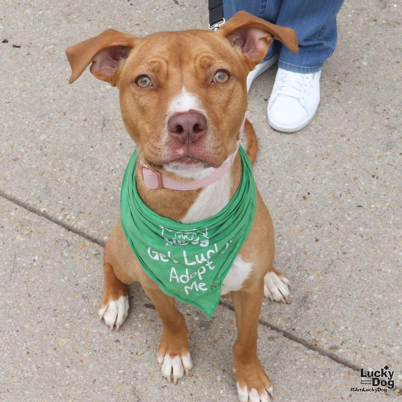 Enlarge Chong, a Adoptable mixed breed in Washington, DC image 3/3