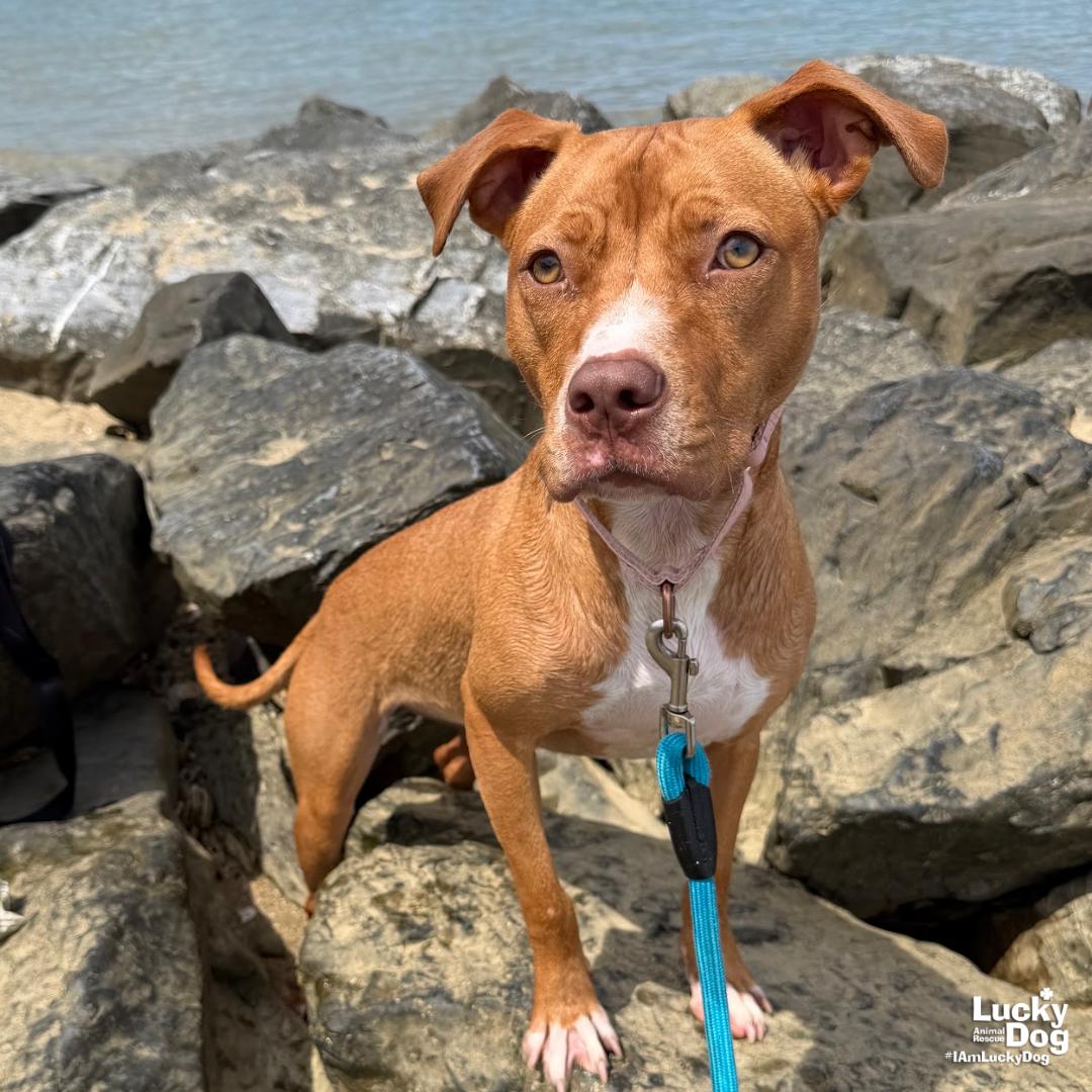 Chong, a Adoptable mixed breed in Washington, DC image 2/3