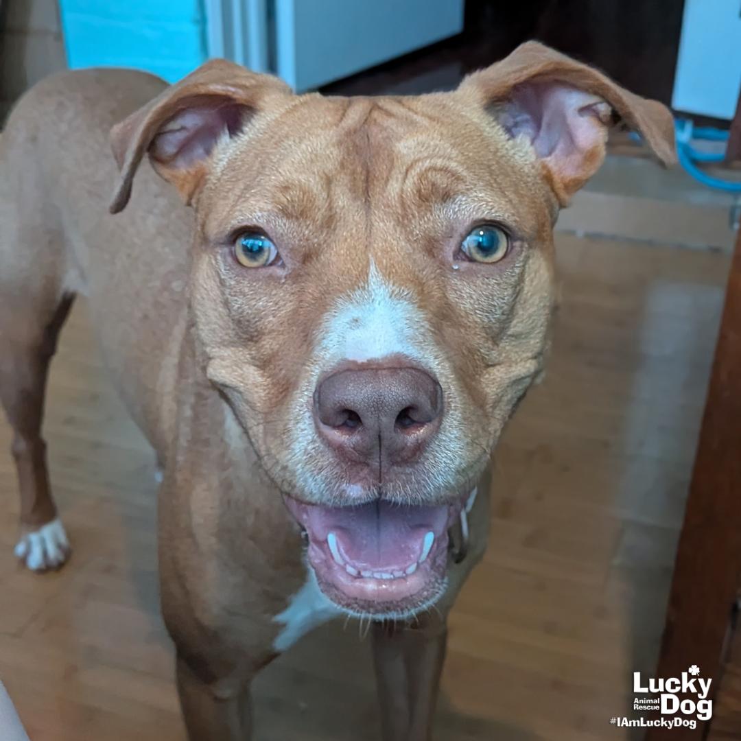 Enlarge Chong, a Adoptable mixed breed in Washington, DC image 3/3