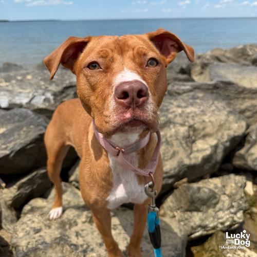 Chong, a Adoptable mixed breed in Washington, DC image 3/3