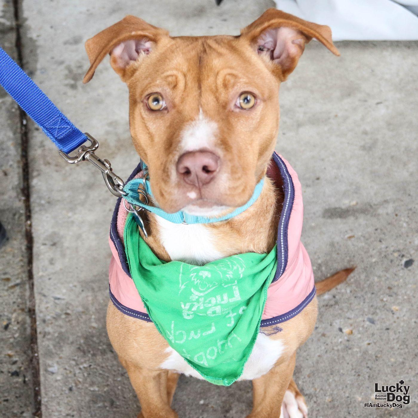 Enlarge Chong, a Adoptable mixed breed in Washington, DC image 3/3