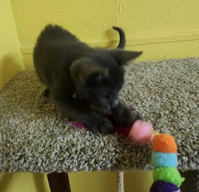 Sally, a Adoptable Domestic Short Hair in Jackson, GA image 1/4