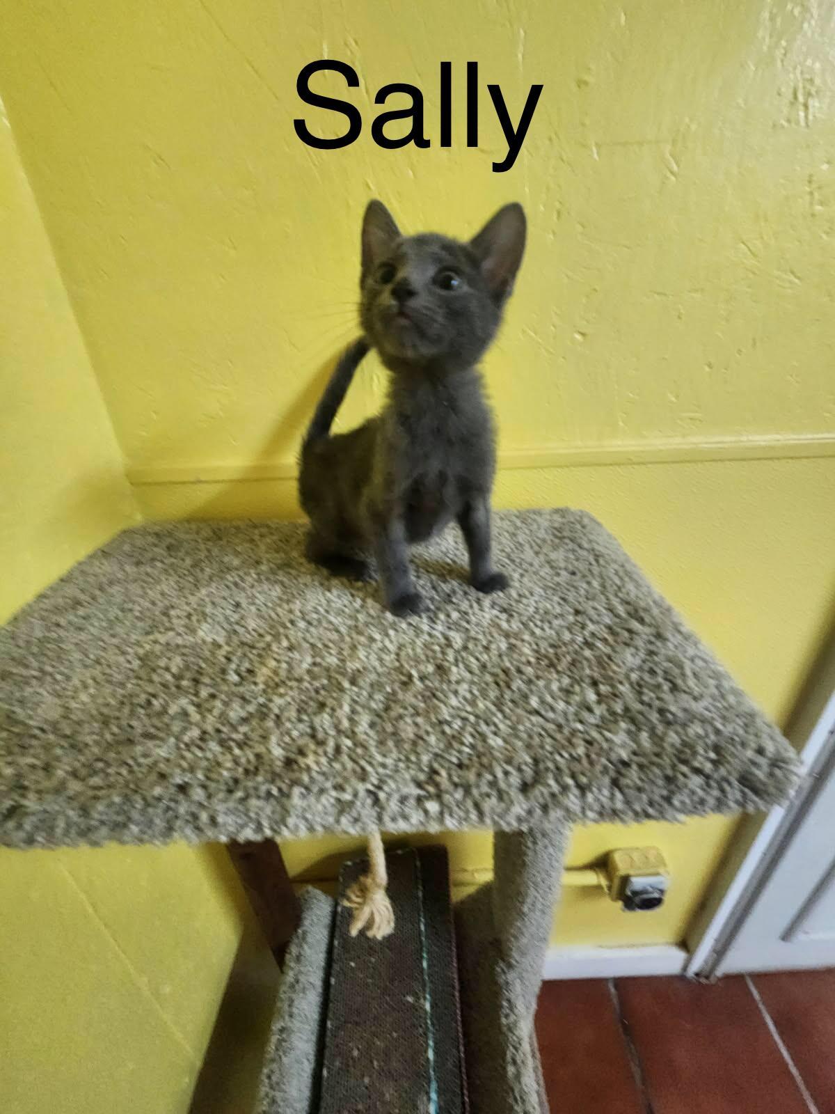 Sally, a Adoptable Domestic Short Hair in Jackson, GA image 2/4