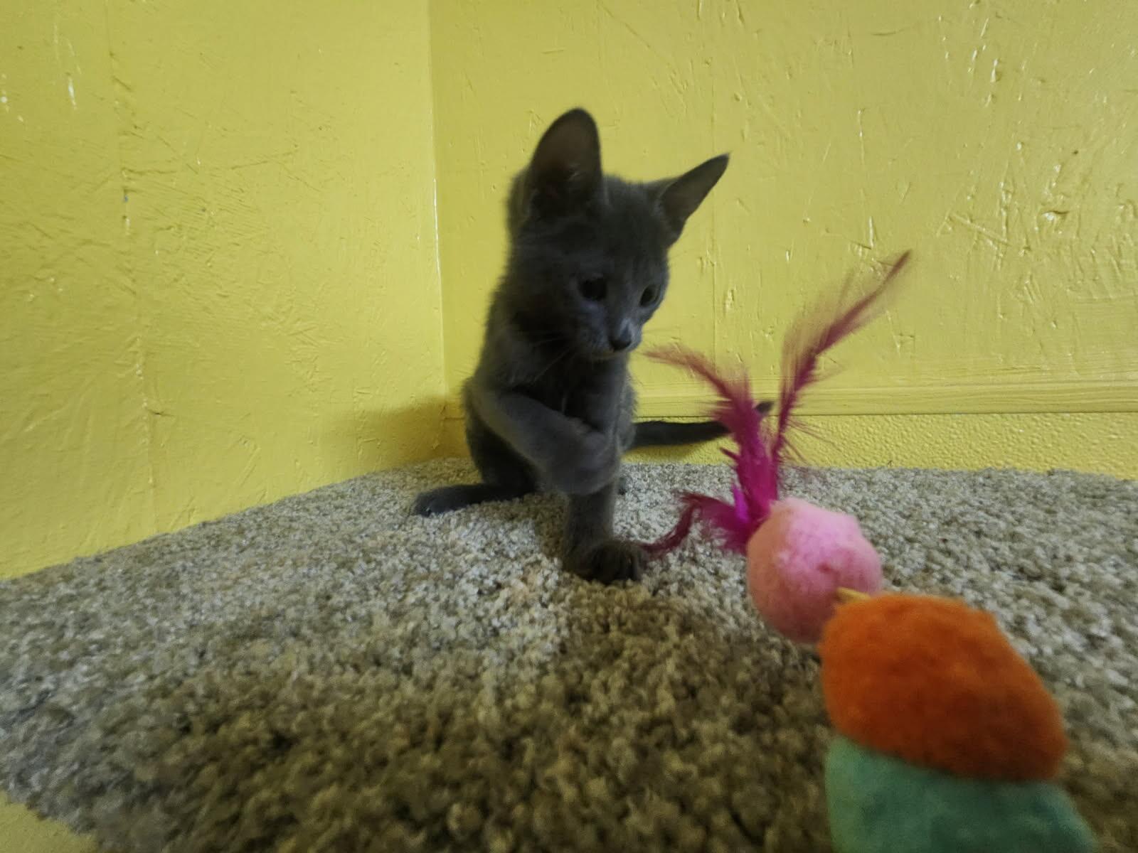 Sally, a Adoptable Domestic Short Hair in Jackson, GA image 3/4