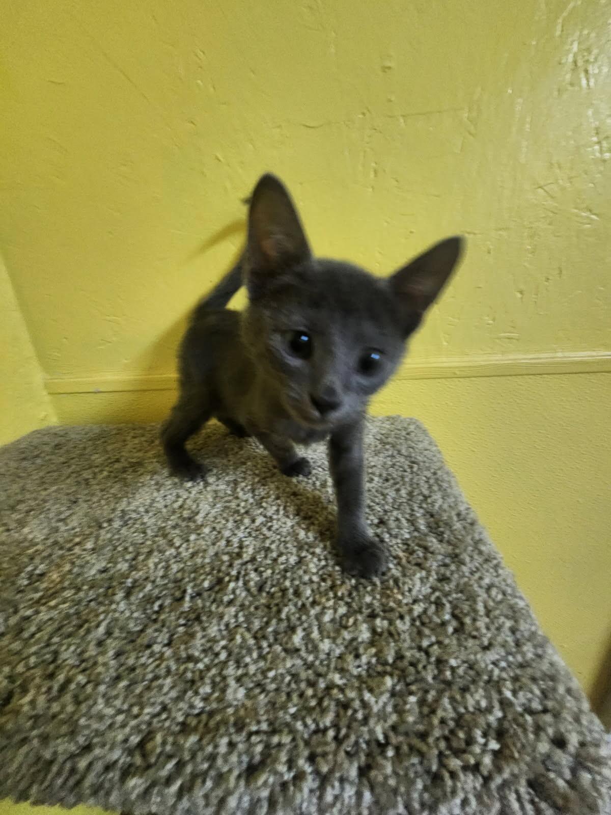 Sally, Adoptable, Kitten Female Domestic Short Hair.