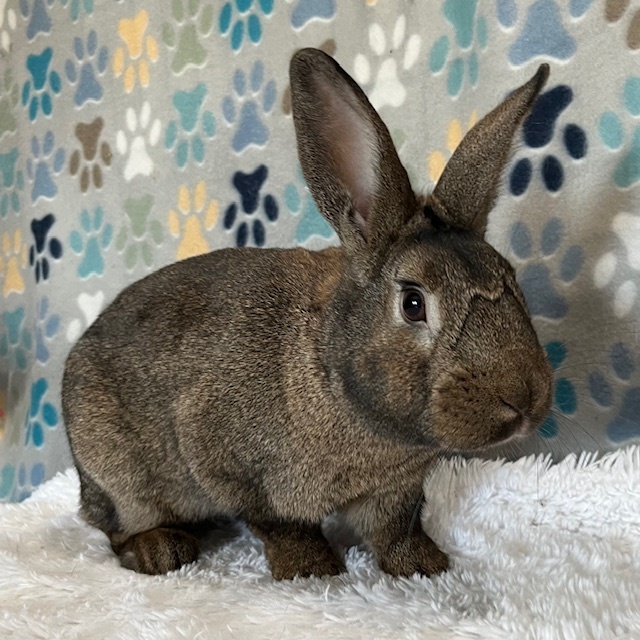 Enlarge Topaz, a Adoptable American in Erie, PA image 1/4