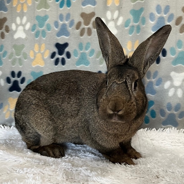 Enlarge Topaz, a Adoptable American in Erie, PA image 2/4