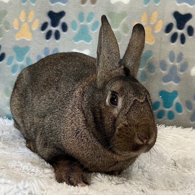 Enlarge Topaz, a Adoptable American in Erie, PA image 3/4