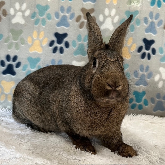 Enlarge Topaz, a Adoptable American in Erie, PA image 4/4