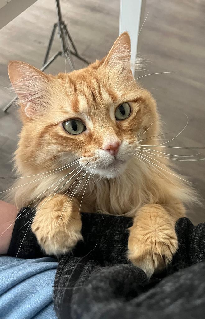 Shimmer, Adoptable, Senior Female Domestic Long Hair.