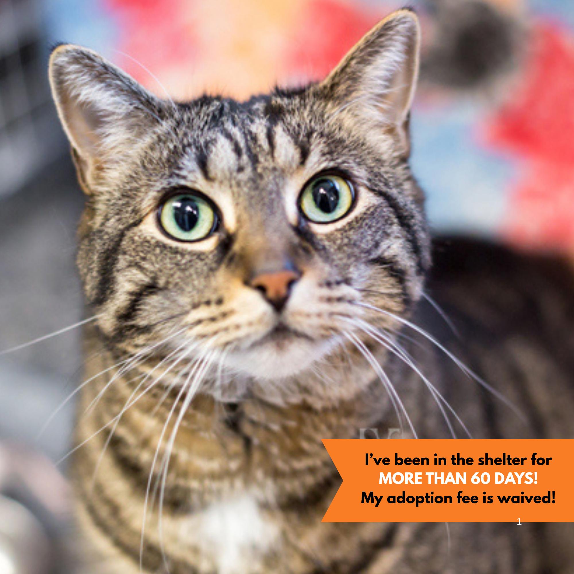 Kitty Girl, Adoptable, Senior Female Domestic Short Hair.