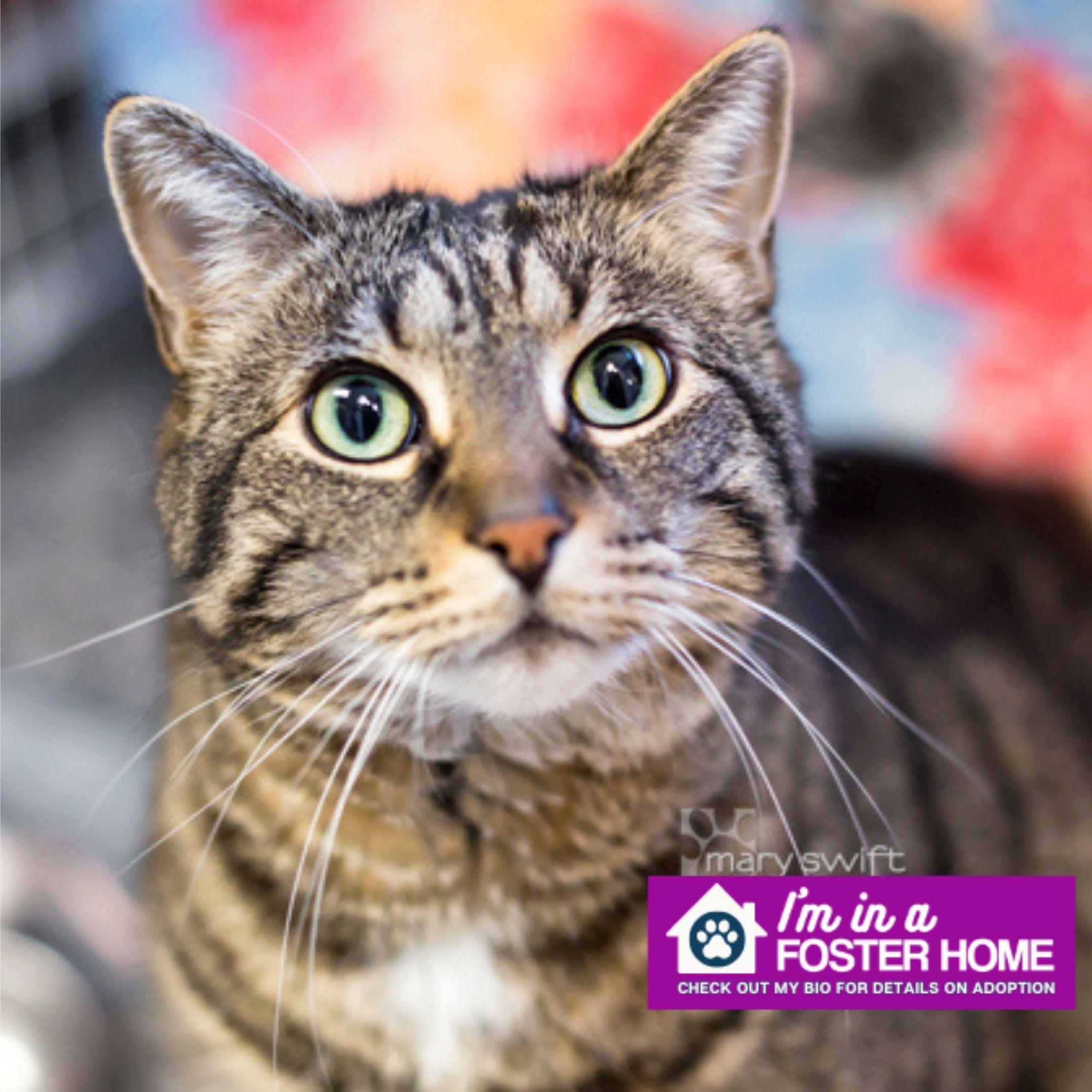Kitty Girl, Adoptable, Senior Female Domestic Short Hair.
