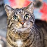 Enlarge Kitty Girl, a Adoptable Domestic Short Hair in Reisterstown, MD image 2/2