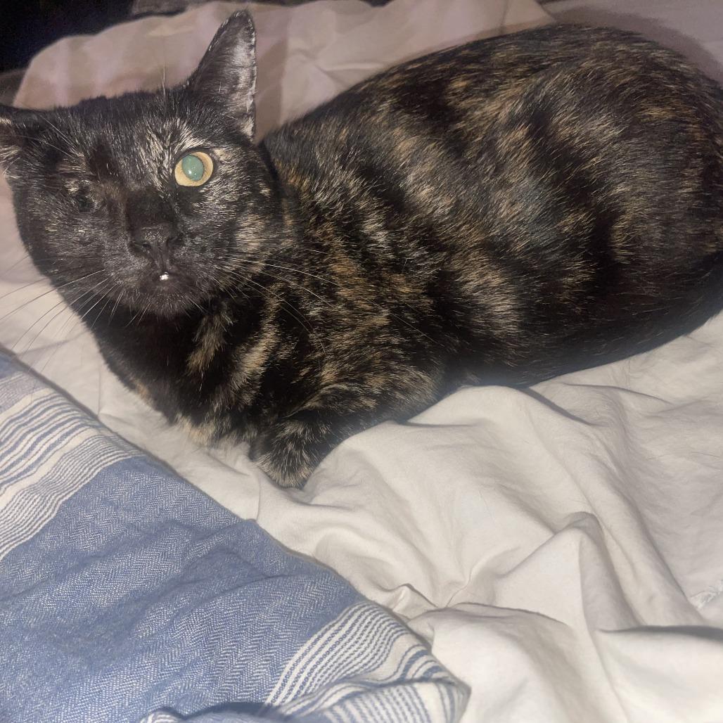 O'Leary — thumbnail 4