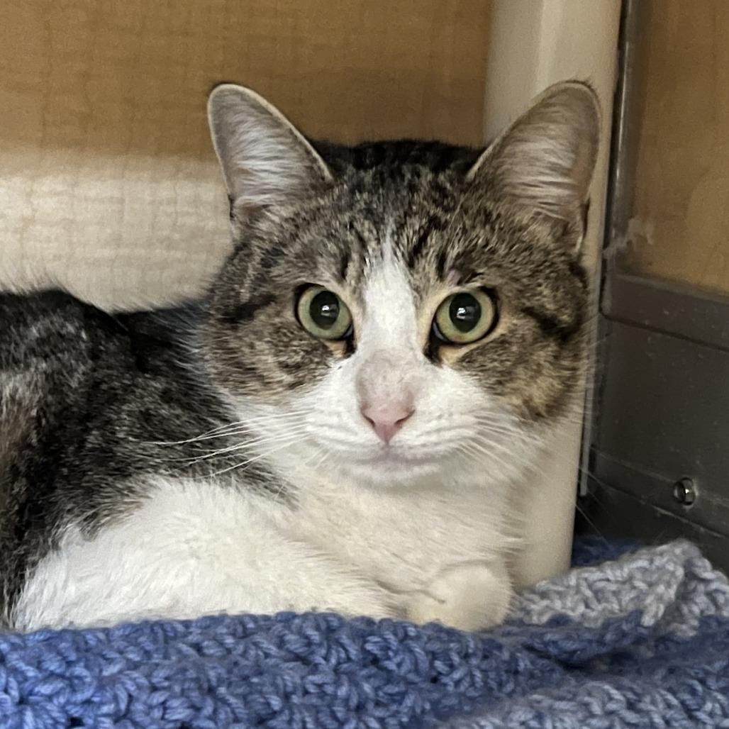 Enlarge Scream Cheese, a Adoptable Domestic Short Hair in Chesapeake, VA image 1/1