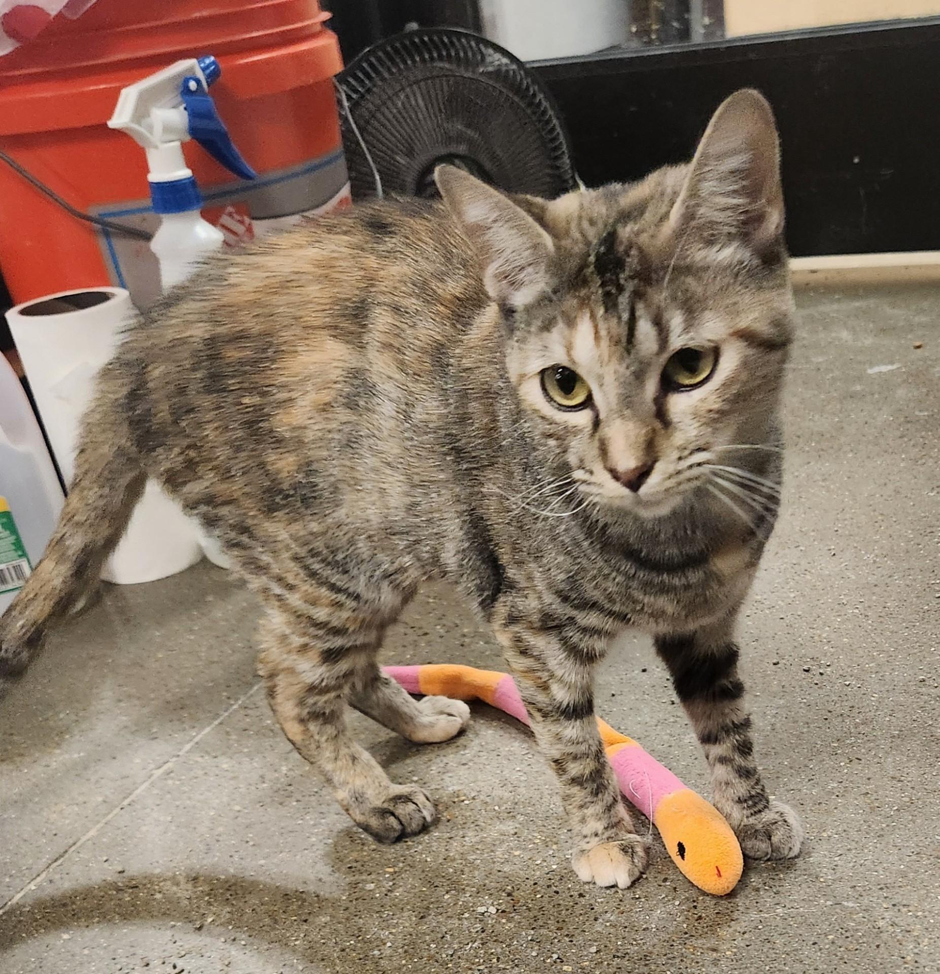 Ditto - cuddly & playful