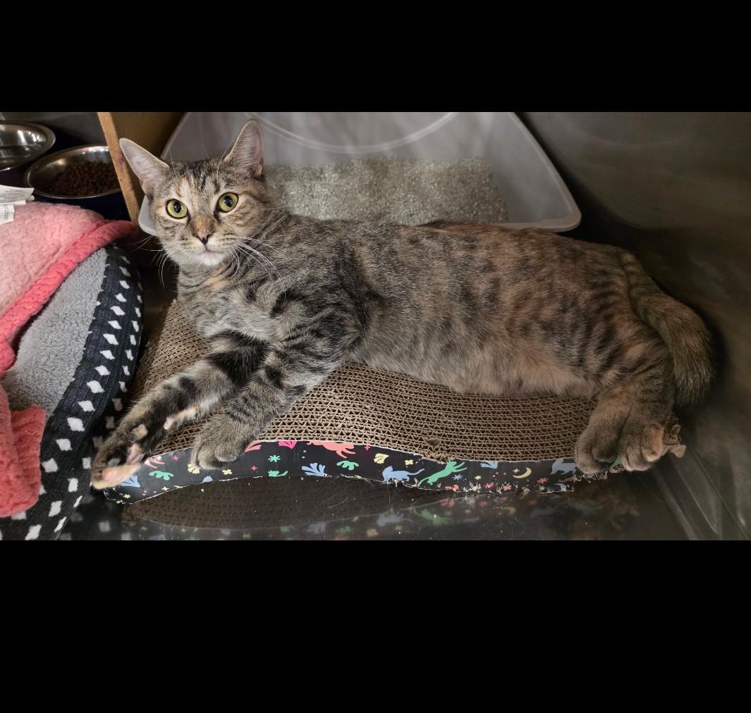 Ditto - cuddly & playful