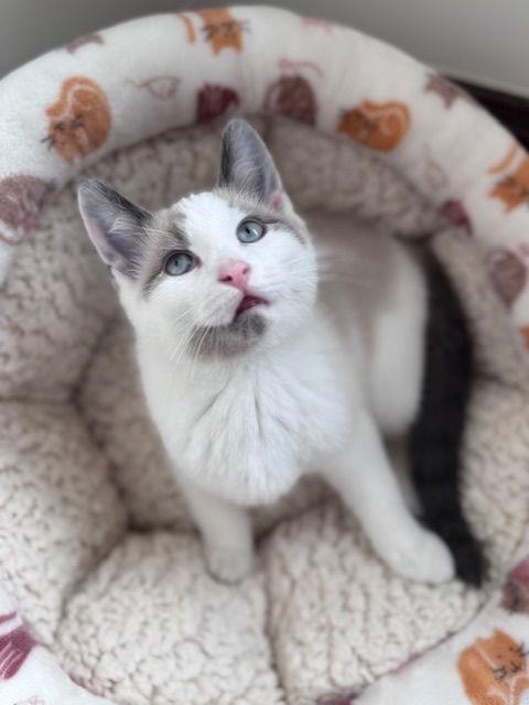 Nugget KITTEN, Adopted, Kitten Male Domestic Short Hair.