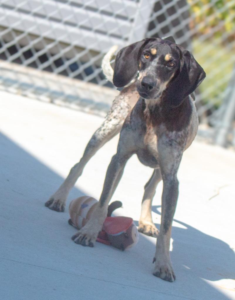 Enlarge Sadie, a Adoptable Bluetick Coonhound in Portland, IN image 3/3