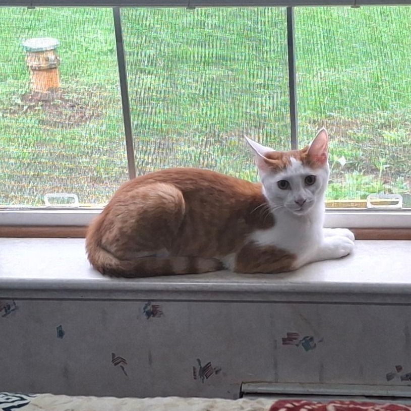 Enlarge The Great Hambino, a Adoptable Domestic Short Hair in Homer, MI image 1/6