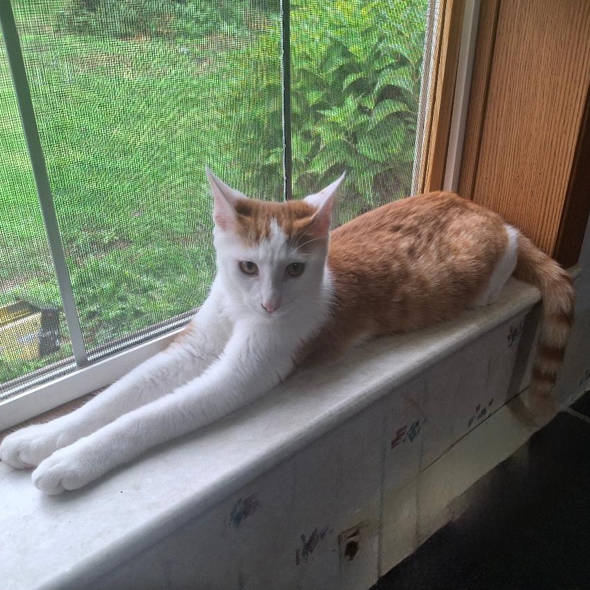 Enlarge The Great Hambino, a Adoptable Domestic Short Hair in Homer, MI image 2/6