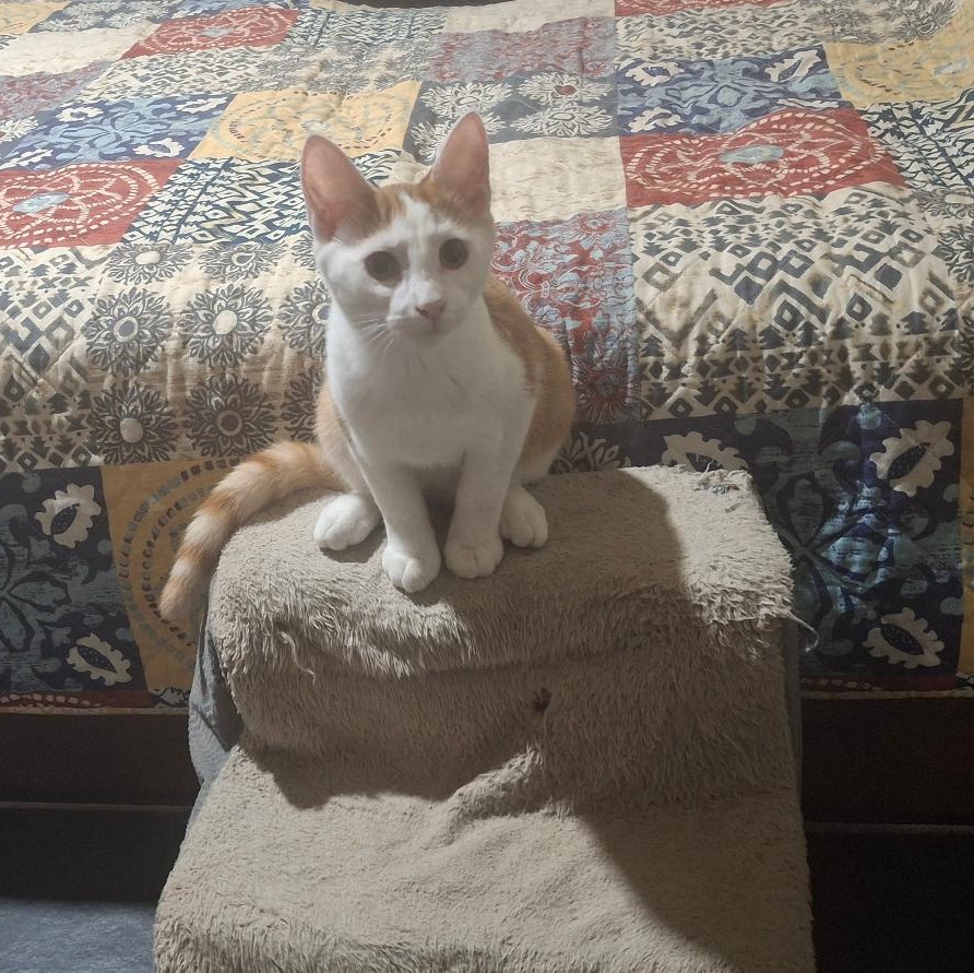 Enlarge The Great Hambino, a Adoptable Domestic Short Hair in Homer, MI image 3/6