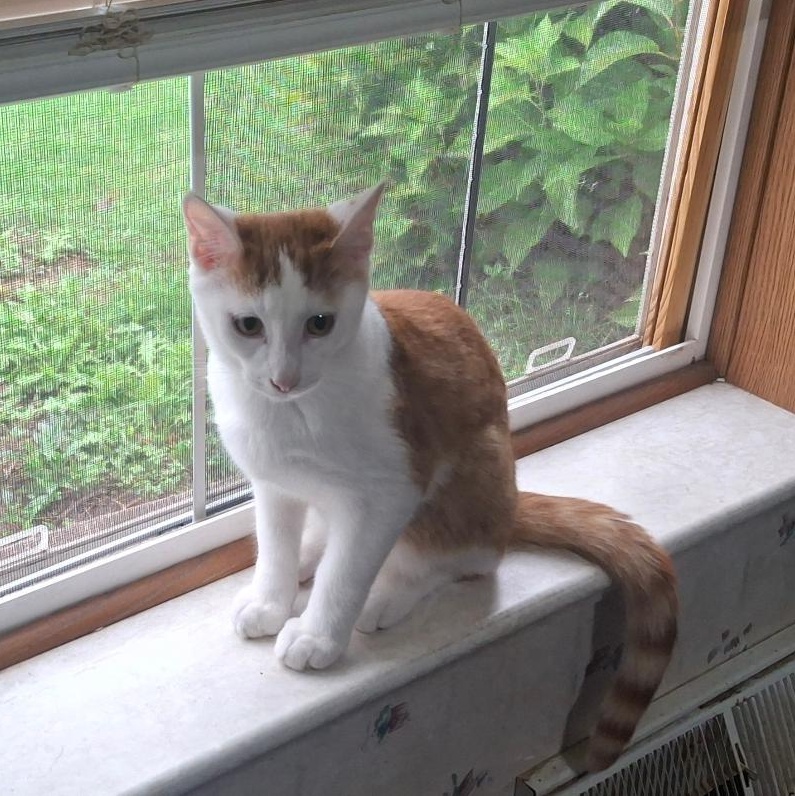 Enlarge The Great Hambino, a Adoptable Domestic Short Hair in Homer, MI image 4/6