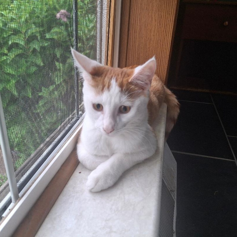 Enlarge The Great Hambino, a Adoptable Domestic Short Hair in Homer, MI image 5/6