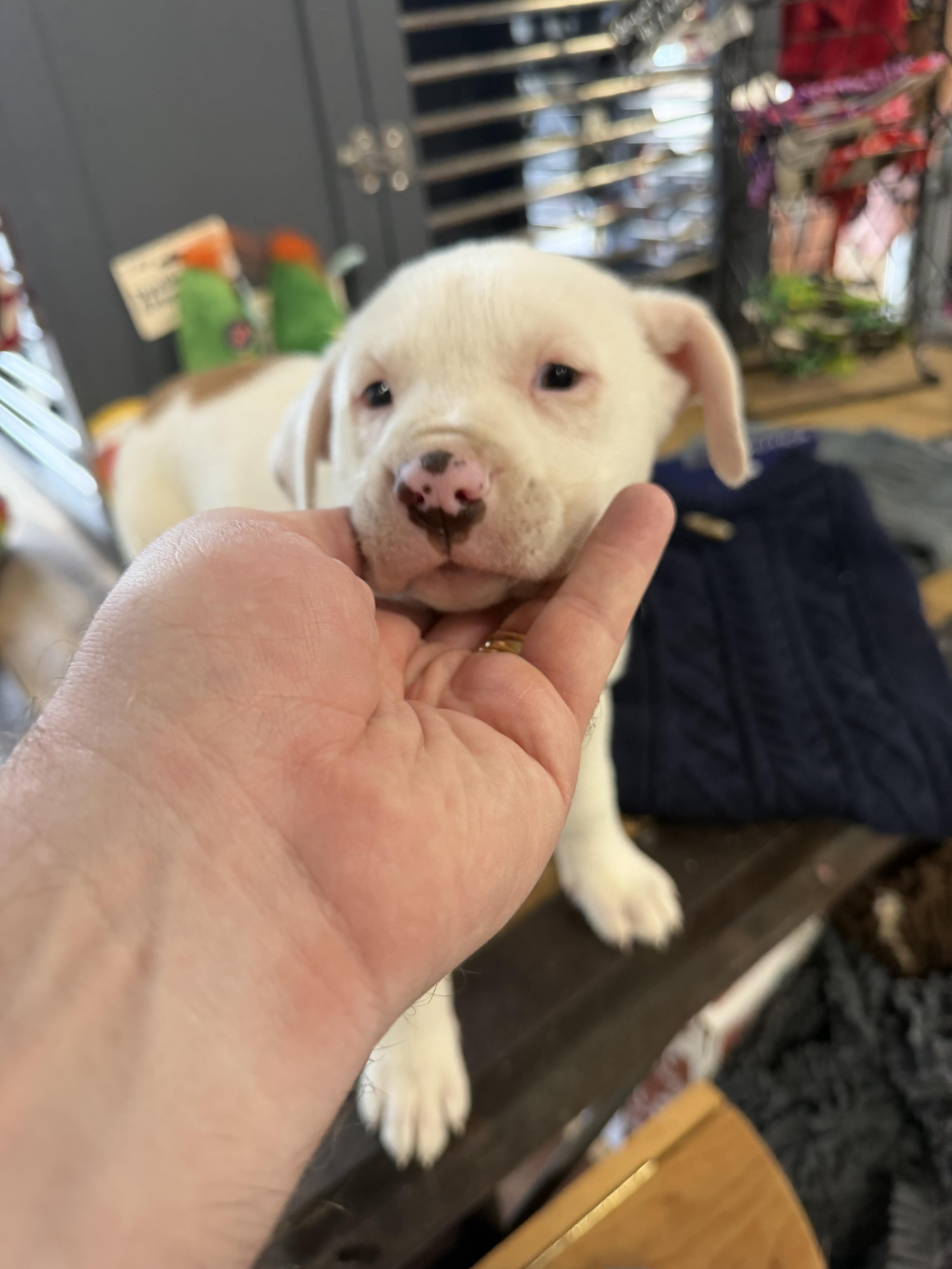 Ari, a ADOPTABLE mixed breed in Fishkill, NY image 1/3