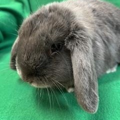 Jane, an adopted Mini Lop in Haltom City, TX image 3/3