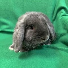 Jane, adopted, Young Female Mini Lop.