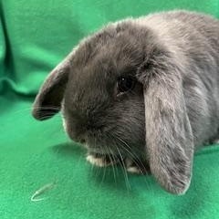 Jane, an adopted Mini Lop in Haltom City, TX image 2/3