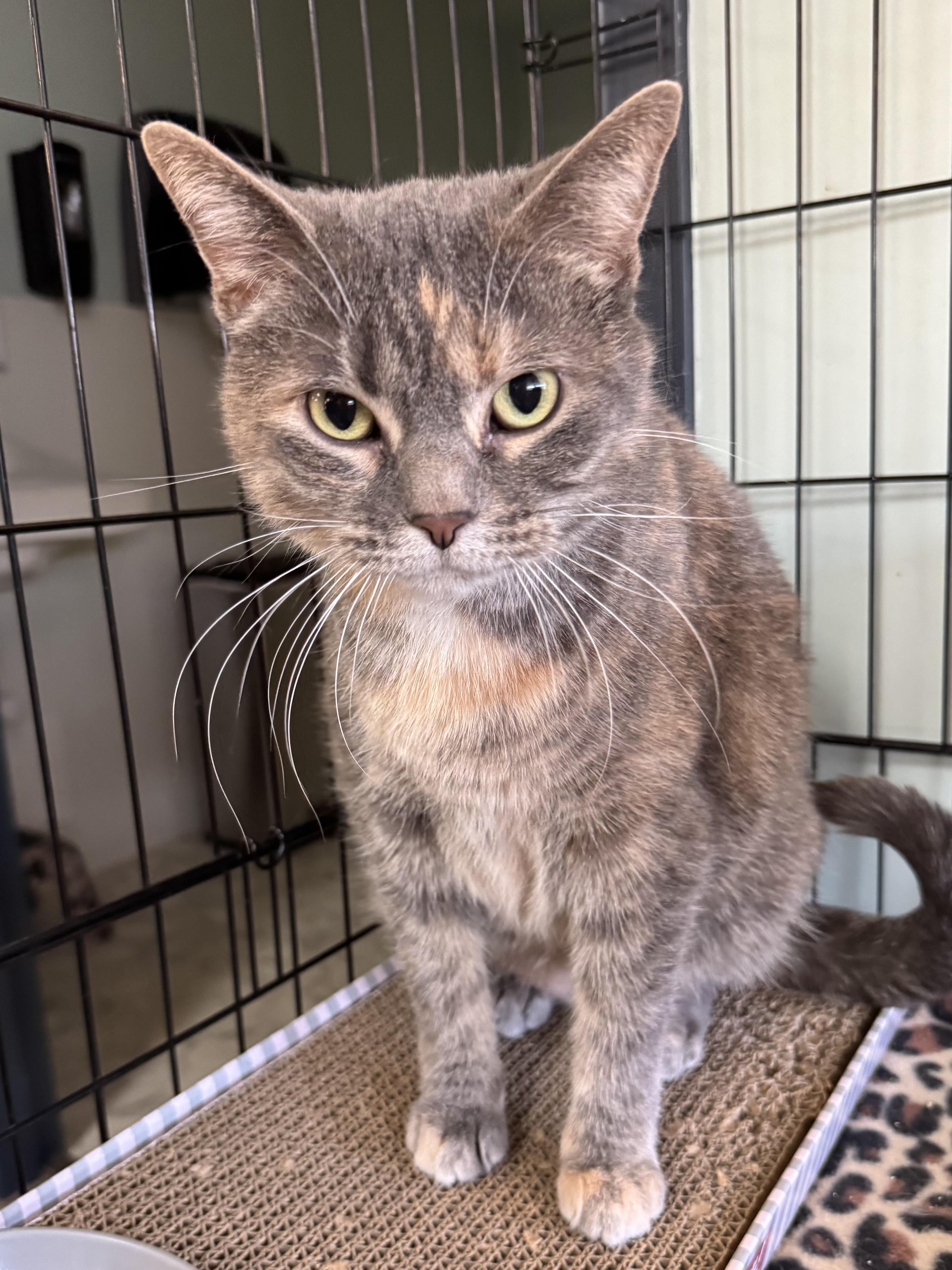 Enlarge Stella, a ADOPTABLE Domestic Short Hair in Valley Center, KS image 2/3
