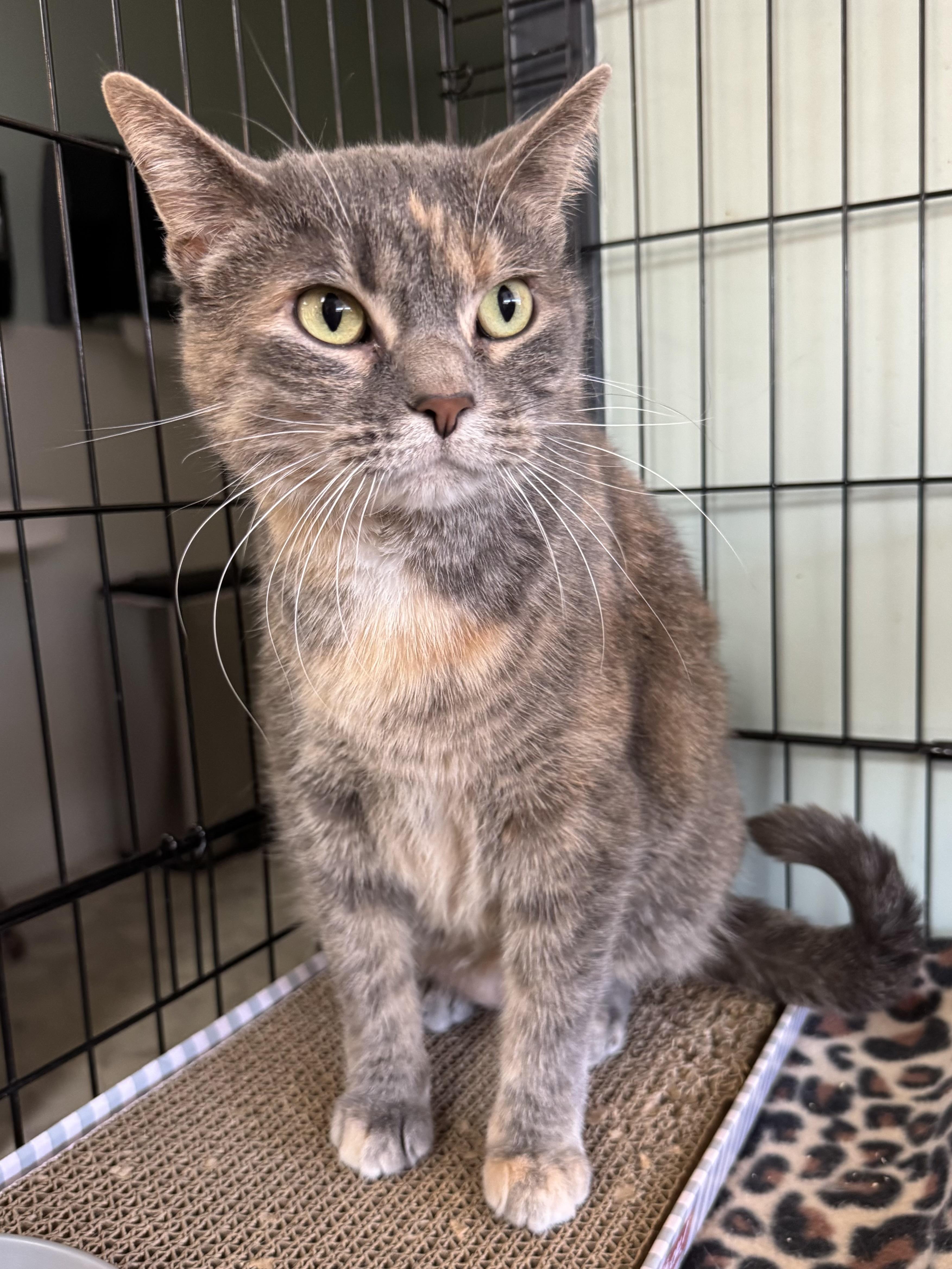 Enlarge Stella, a ADOPTABLE Domestic Short Hair in Valley Center, KS image 1/3