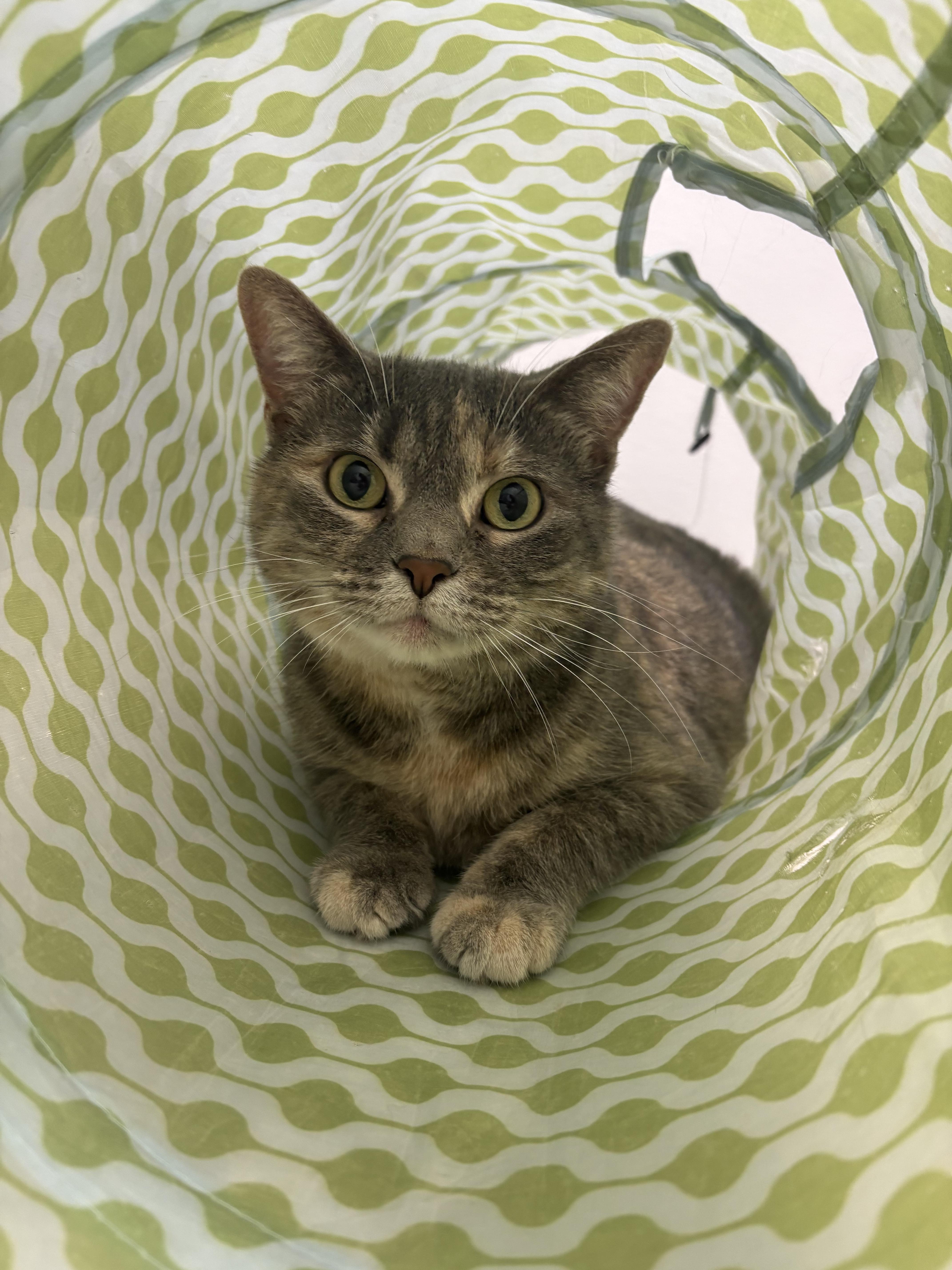 Enlarge Stella, a ADOPTABLE Domestic Short Hair in Valley Center, KS image 3/3