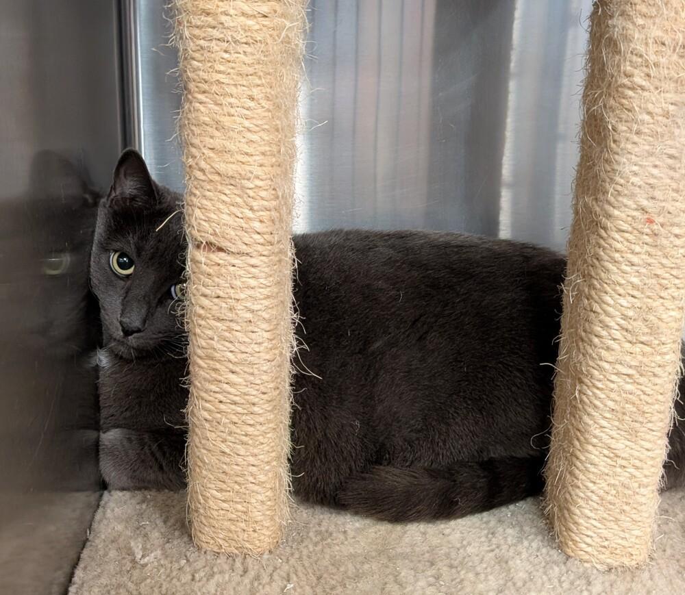 Woofie, Adoptable, Adult Male Russian Blue.